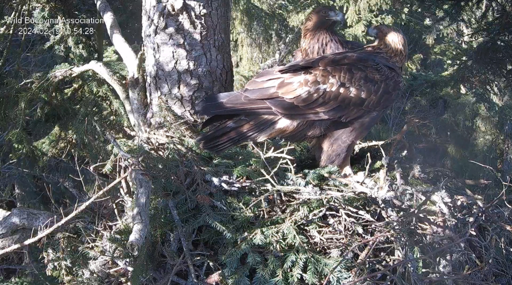 CUIBUL ACVILEI DE MUNTE nr. 1 - THE NEST OF THE GOLDEN EAGLE no.1 (AQUILA CHRYSAETOS) 2023-2024 - Page 2 Screen14