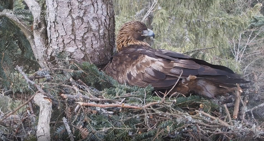 CUIBUL ACVILEI DE MUNTE nr. 1 - THE NEST OF THE GOLDEN EAGLE no.1 (AQUILA CHRYSAETOS) 2023-2024 - Page 2 Screen18