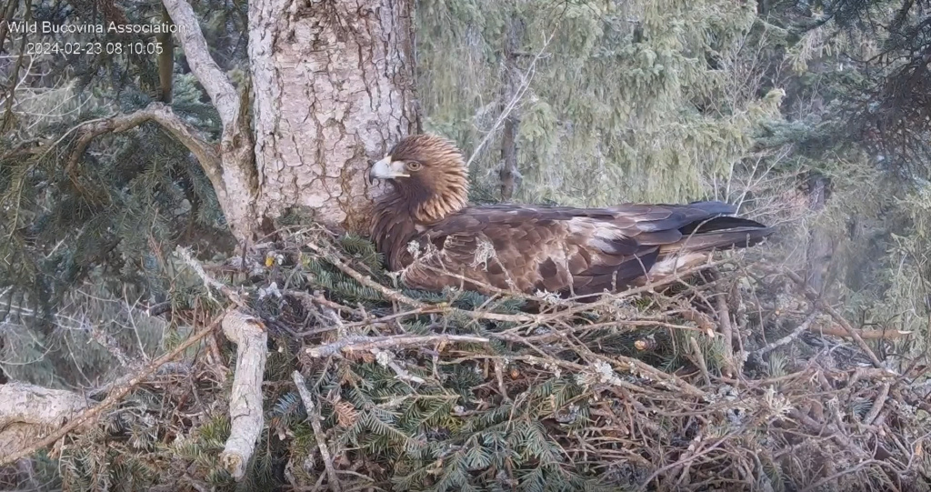 CUIBUL ACVILEI DE MUNTE nr. 1 - THE NEST OF THE GOLDEN EAGLE no.1 (AQUILA CHRYSAETOS) 2023-2024 - Page 2 Screen25