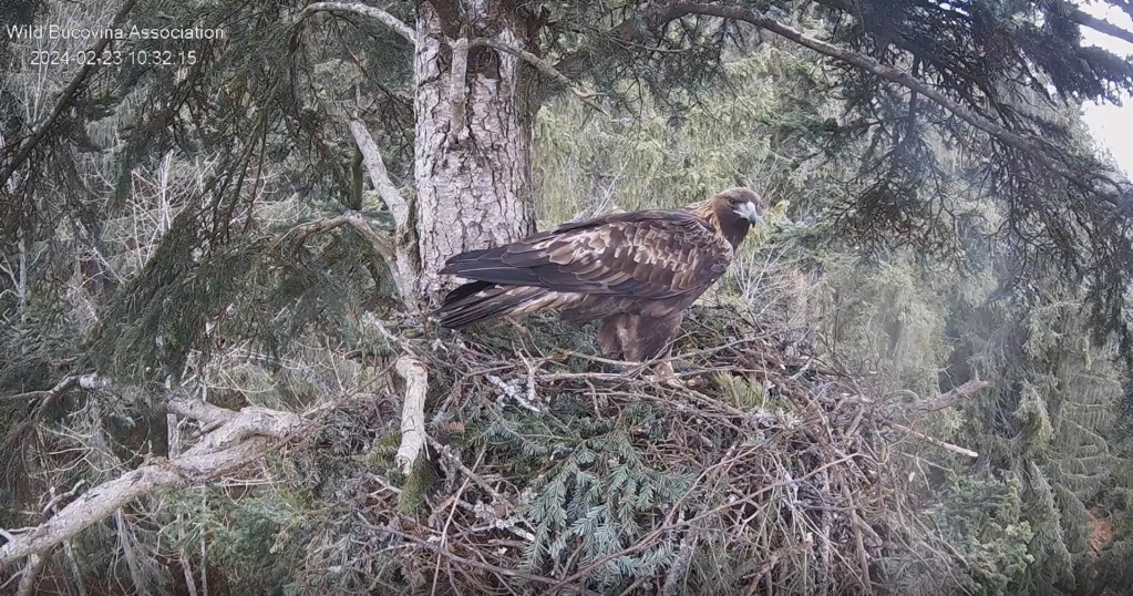 CUIBUL ACVILEI DE MUNTE nr. 1 - THE NEST OF THE GOLDEN EAGLE no.1 (AQUILA CHRYSAETOS) 2023-2024 - Page 2 Screen31