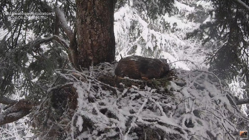 CUIBUL ACVILEI DE MUNTE nr. 1 - THE NEST OF THE GOLDEN EAGLE no.1 (AQUILA CHRYSAETOS) 2023-2024 - Page 2 Zapada11