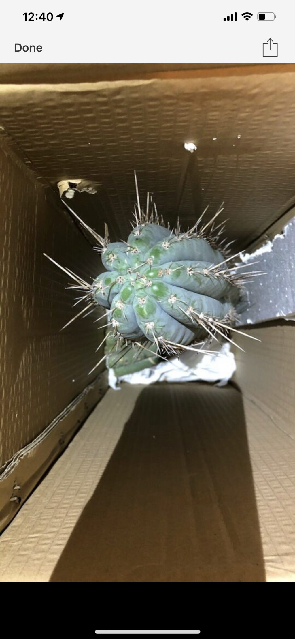 Cacti Identification help. 4da15110