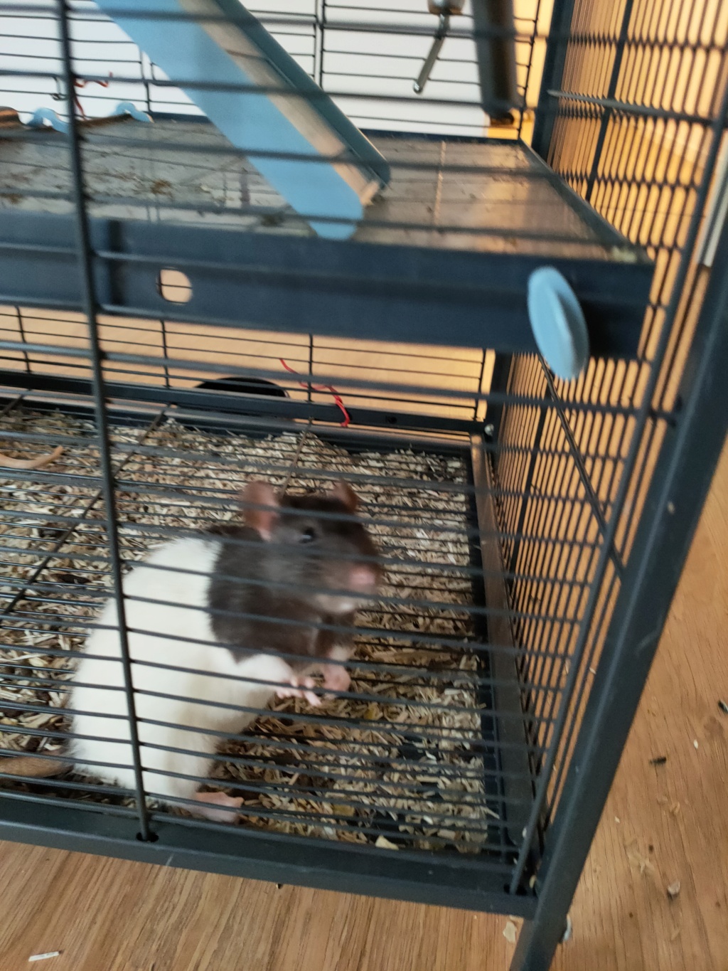 Don de 3 rates avec cage  Img20215