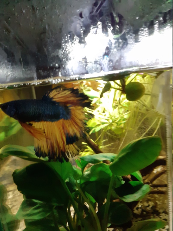 betta - Betta Splendens : votre avis, pourriture nageoire ? 20220710