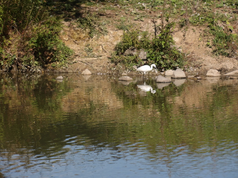 Grande Aigrette et Aigrette Garzette - Page 5 Aigret10