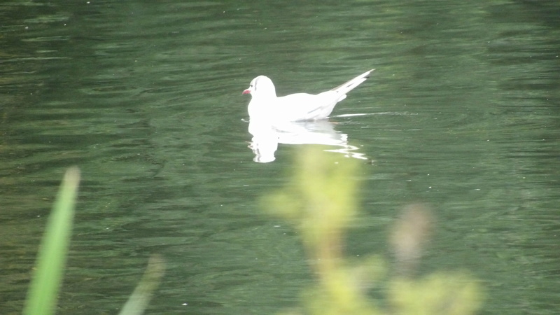 Mouette rieuse Chroic10