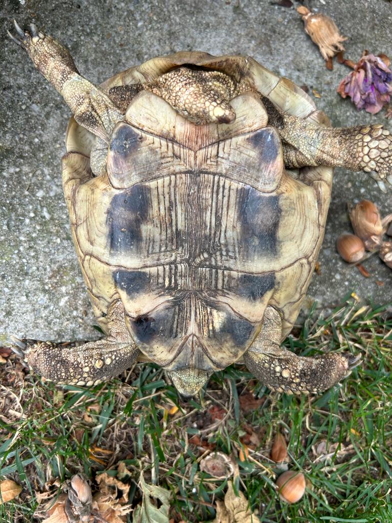Identification espèce d'une tortue Img-2011