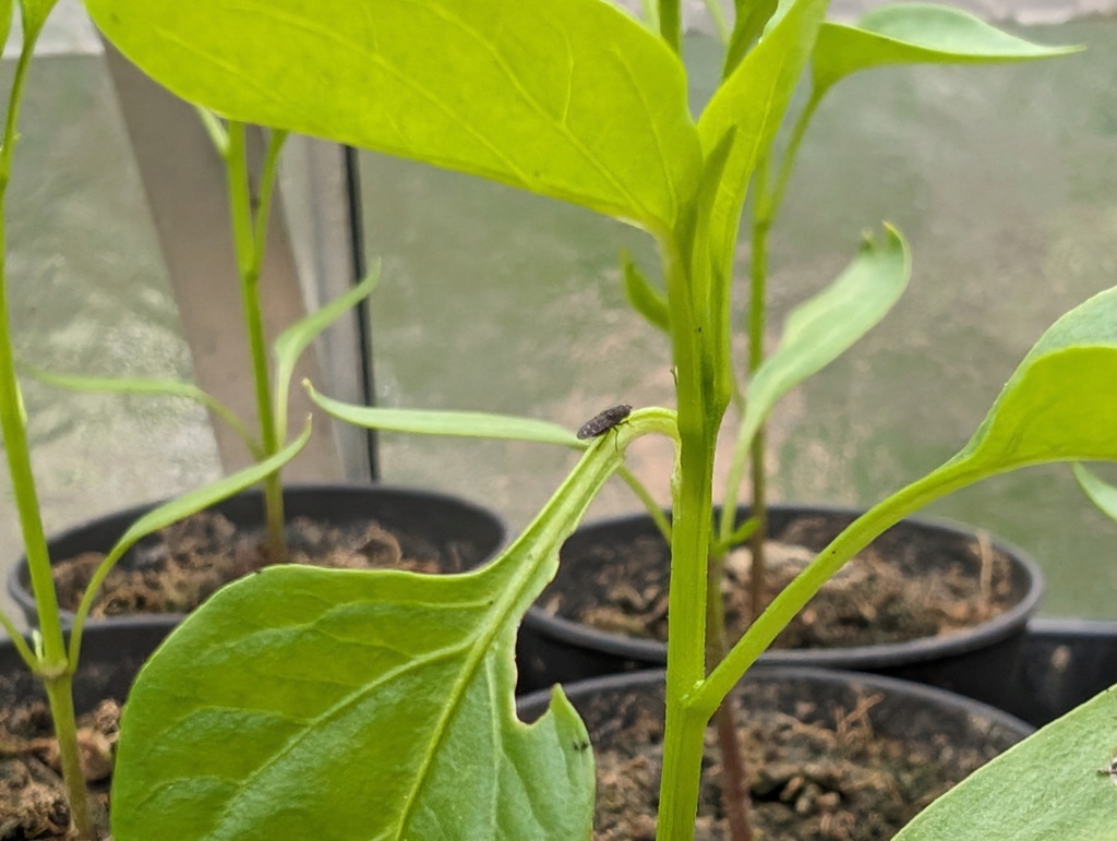 Chili/Paprika: Angefressene Pflanzen, schwarze Fliegen (keine Trauermücken) und schwarze Punkte/Haufen auf den Blättern Pxl_2042