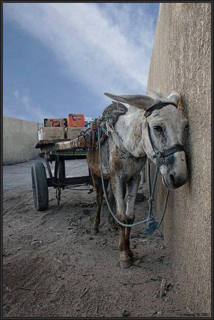 Maroc :Une bien triste photo.... 12019710