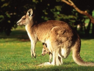 La vente de chausseurs en cuir de kangourou interdite Kangou10