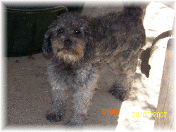 CURLY CANICHE 7 ANS  ADOPTE Animat12