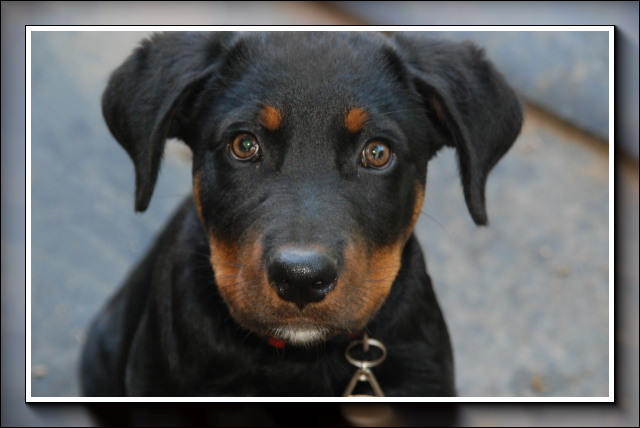 CLIPPER chiot Rottweiller - Page 2 15090727