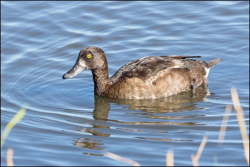 Photos de Fisher24 : maj du 20/01/16 (Le Teich) - Page 34 Img_4212