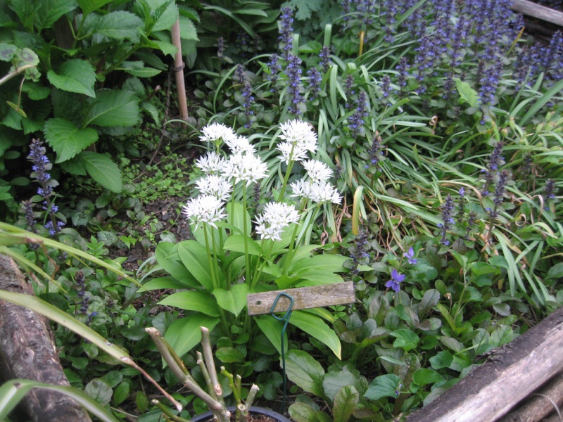 Ail des ours (Allium ursinum) Ail_de10