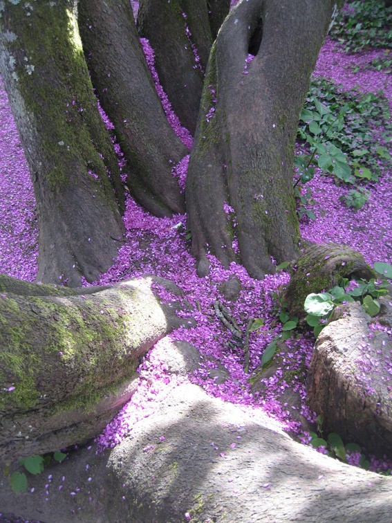 Jardin d'inspiration médiévale de Lucuts-cel-Bàtrân Arbre_10