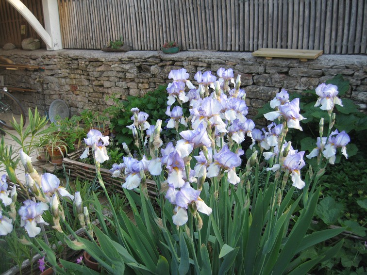 Jardin d'inspiration médiévale de Lucuts-cel-Bàtrân Iris_c11