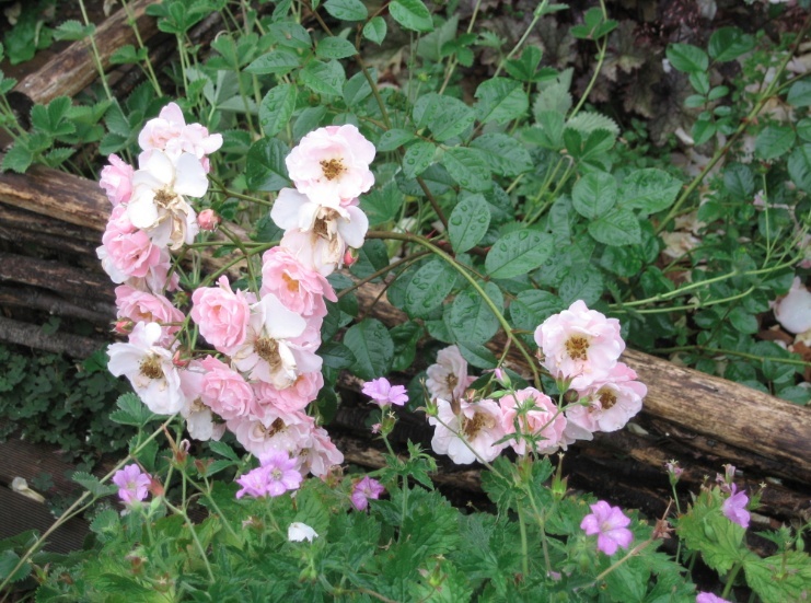 Jardin d'inspiration médiévale de Lucuts-cel-Bàtrân - Page 3 Roses210