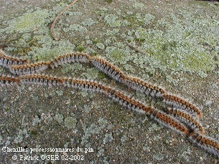 Les chenilles processionnaires Chenil12