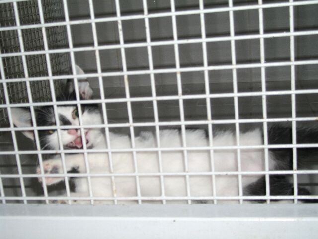 14 chatons & 12 adultes : EUTHA MER 29/09, rservations le 28 ! (Deux Svres) Photo_10