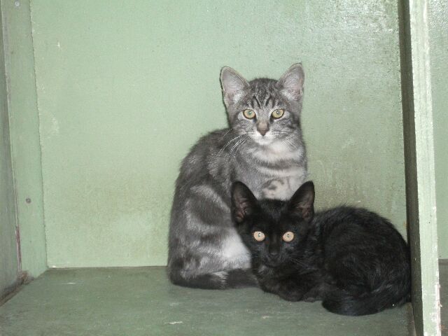 14 chatons & 12 adultes : EUTHA MER 29/09, rservations le 28 ! (Deux Svres) Photo_19