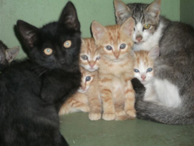 14 chatons & 12 adultes : EUTHA MER 29/09, rservations le 28 ! (Deux Svres) Photo_25