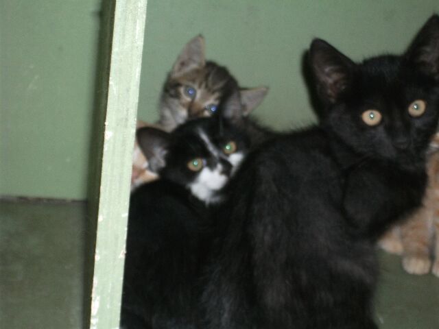 14 chatons & 12 adultes : EUTHA MER 29/09, rservations le 28 ! (Deux Svres) Photo_26