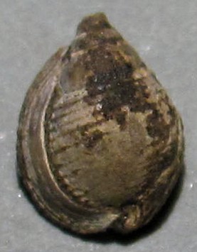 Ringicula (ringiculella) grossouvrei (cossmann, 1902) Ringul10