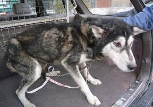 Leif, Husky mâle 4 ans URGENT REFU05 327x2210