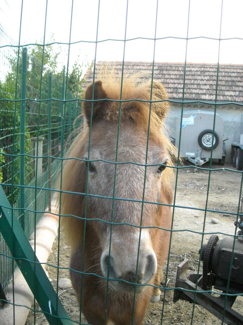 Coucou des poneys  Herse-13