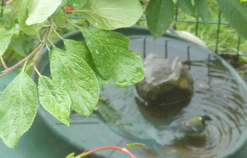 2011: La bio-diversité dans mon jardin.... oiseaux, mouotns, nénuphars. - Page 3 02215