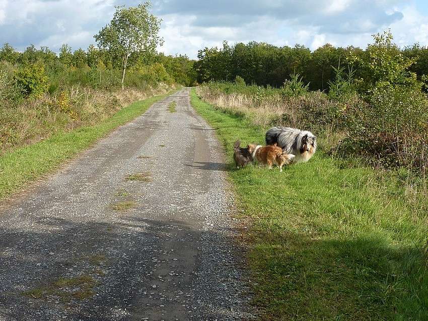 Promenade automnale: 24 octobre 10 Auromn11