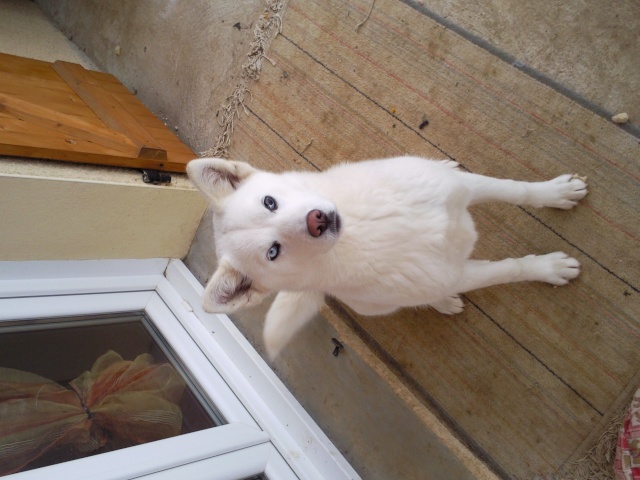 TIPSIE X HUSKY 15 MOIS  sous contrat L'EDEN VALLEE REF (07) ADOPTEE Tipsie13