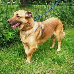 THEO 6 ans Basset fauve charbonné (dep78) Anm_p145