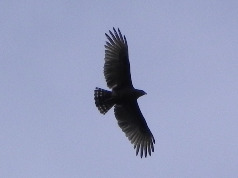 Dans le parc Massaï-Mara au Kenya  Rscn9010