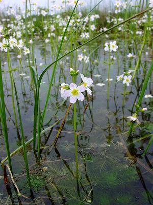 Les fleurs de Bach et le Chemin .... Waterv10