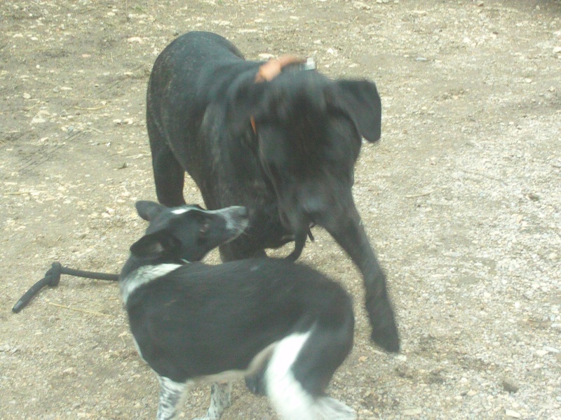 BURT (cane corso) File0619