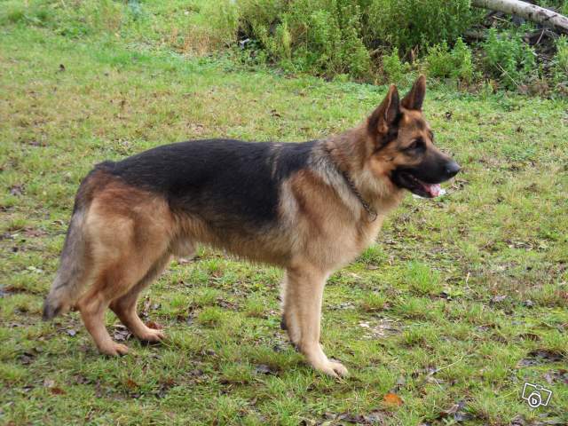 Asky berger allemand mâle de 5 ans LOF (89) Asky10