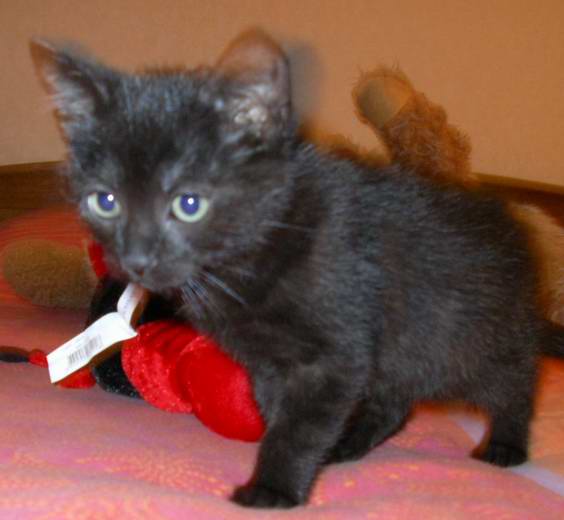 KIARA Petite chatonne noire de 2 mois Imgp0213
