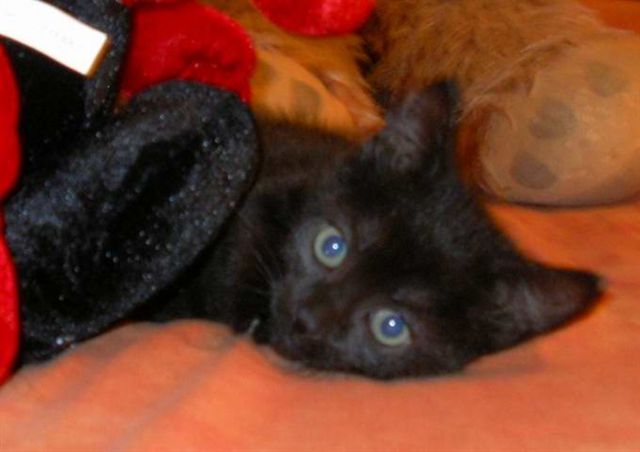 KIARA Petite chatonne noire de 2 mois Imgp0215