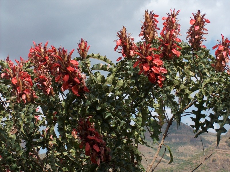 Acanthus sennii Acanth11