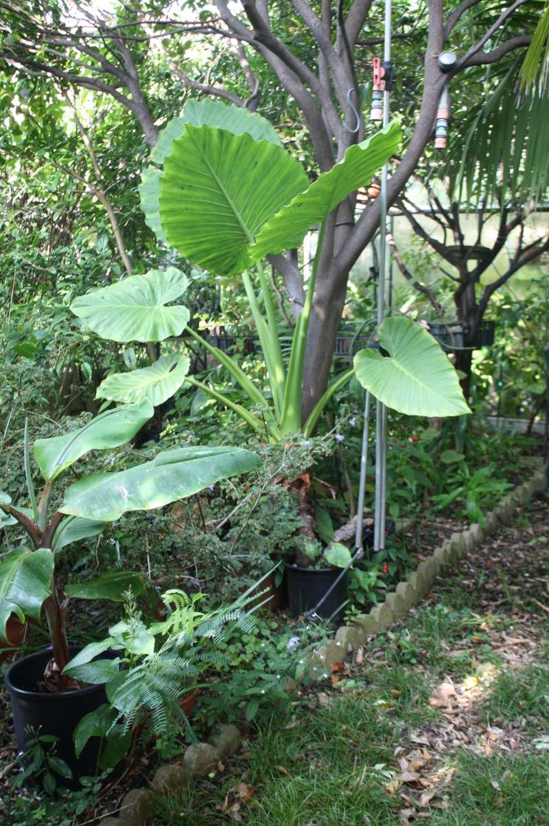 Alocasia macrorrhizos - Page 2 Alocas10