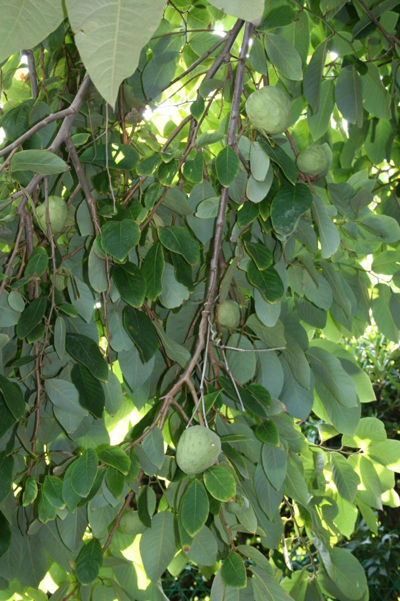 Annona cherimola - chérimolier Annona11