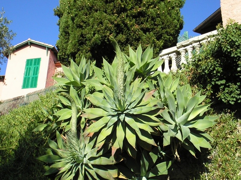 Agave attenuata Chez_j10