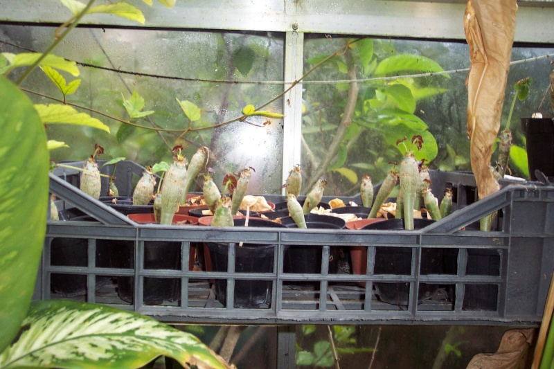 Jatropha podagrica Jatrop13