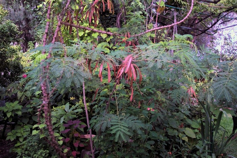 Leucaena leucocephala Leucae11