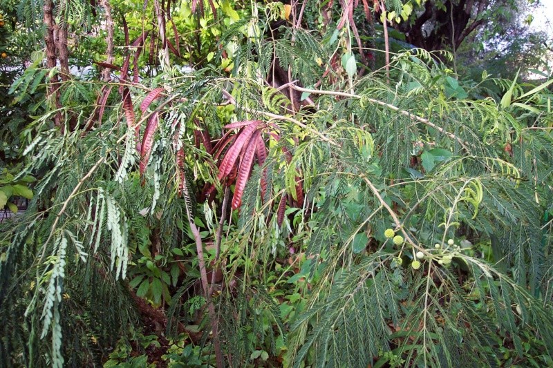 leucaena - Leucaena leucocephala Leucae13