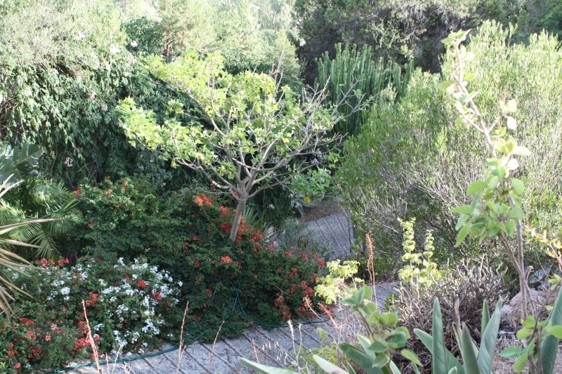 Bauhinia galpinii Vue_de10