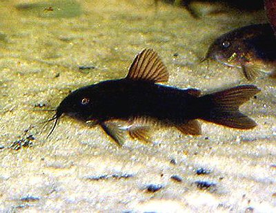 Corydoras black venezuela - Page 2 C_aene10