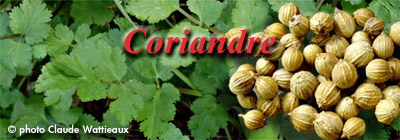 La coriandre Corian10