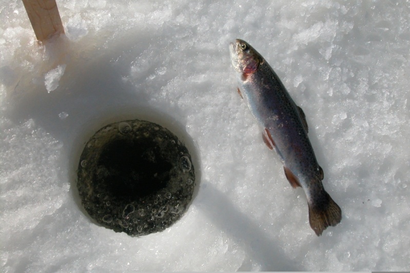 Pendant ce temps-là, au Canada... - Page 6 Peche-10